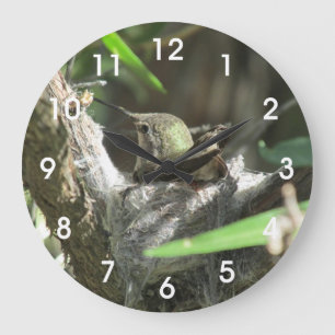 Grande Horloge Ronde Hummingbird on Niest