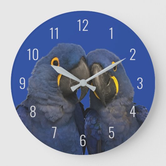 Grande Horloge Ronde Hyacinth Macaw (Recto)