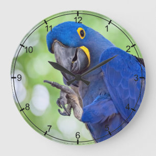 Grande Horloge Ronde Hyacinth Macaw Bird