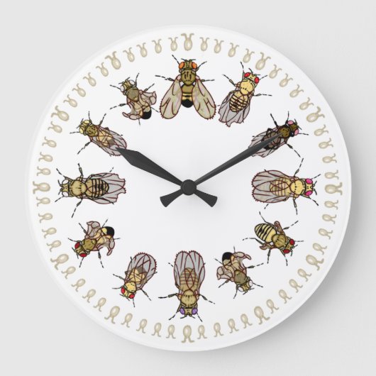 Grande Horloge Ronde Il est temps de trier Drosophila ! (Recto)