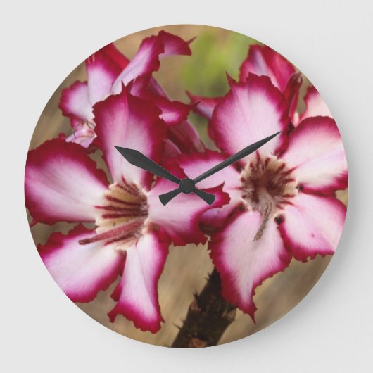 Grande Horloge Ronde Impala Lily (Adenium Multiflorum), Kruger (Recto)