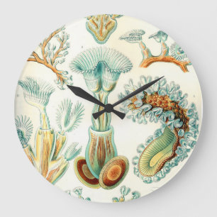Grande Horloge Ronde Invertébrés de bryozoaires d'Ernst Haeckel
