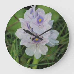 Grande Horloge Ronde Jacinthe d'eau en fleurs - Fleur aquatique tropica