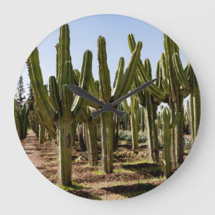 Grande Horloge Ronde Jardin de cactus, paysage désertique tropical.