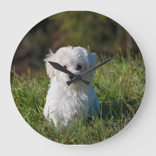 Grande Horloge Ronde Joli chiot blanc