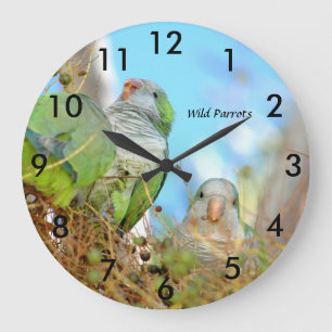 Grande Horloge Ronde Le quaker vert sauvage Parrots l'horloge murale