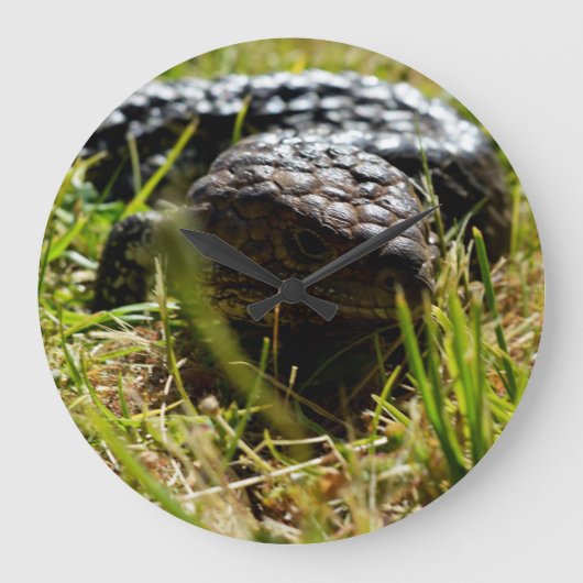 Grande Horloge Ronde Lizard australien (Stumpy)   (Recto)