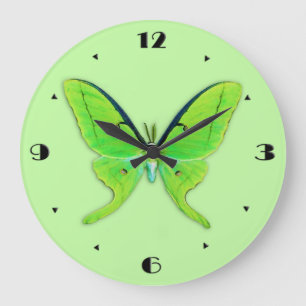 Grande Horloge Ronde Luna moth sur un arrière - plan vert pâle