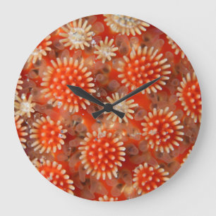 Grande Horloge Ronde Macro Sea Star