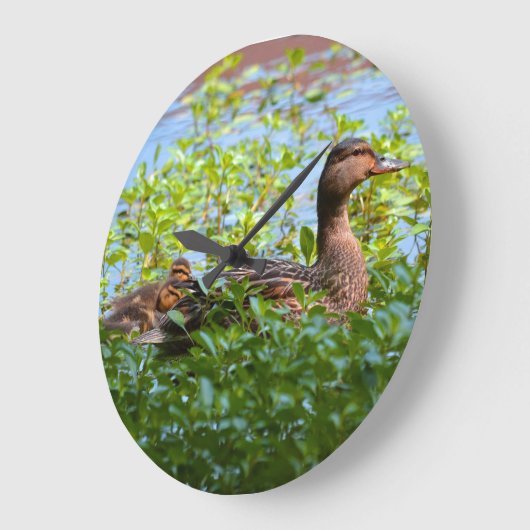 Grande Horloge Ronde Mallard et canettes-Natation par Shirley Taylor (Angle)