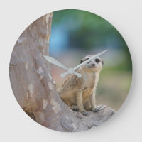 Meerkat SAT sur l'arbre