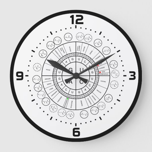 Grande Horloge Ronde mRNA to AMINO ACID CODON WHEEL (Recto)
