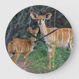 Grande Horloge Ronde Nyala (Tragelaphus Angazii) avec des jeunes, Ndumo