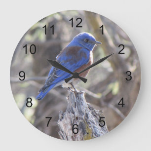 Grande Horloge Ronde Oiseau bleu occidental