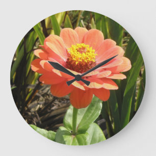 Grande Horloge Ronde Orange Zinnia Flower