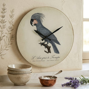 Grande Horloge Ronde Palmiste noir, Probosciger aterrimus