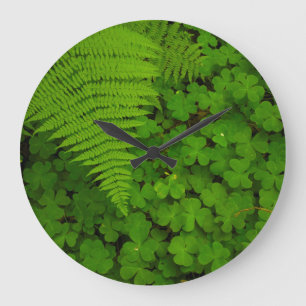 Grande Horloge Ronde Parc d'État des Redwoods Humboldt