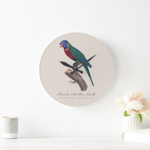Grande Horloge Ronde Perruche a tete bleue, femelle / Rainbow lorikeet,