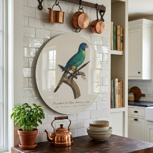 Grande Horloge Ronde Perruche a tete bleue / Rainbow lorikeet, juvénile