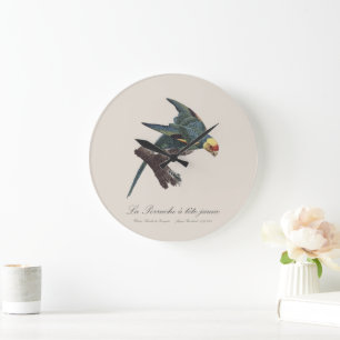 Grande Horloge Ronde Perruche a Tete Jaune / Perruche de Caroline