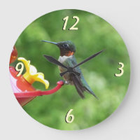 Photographie d'oiseau de colibri à gorge rubis