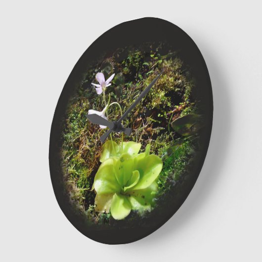 Grande Horloge Ronde Pinguinaire réticulata (Angle)