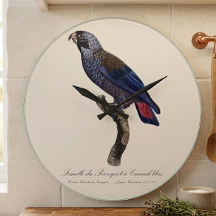 Grande Horloge Ronde Pionus fuscus, ou Pione brune