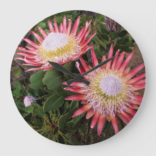 Grande Horloge Ronde Protéa roi (Protea Cynaroides), Helderberg
