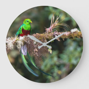 Grande Horloge Ronde Quetzal resplendissant dans la forêt nuageuse