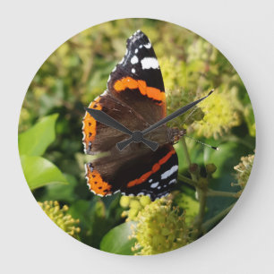 Grande Horloge Ronde Rare Red Admiral Butterfly in the Sun on Flowers