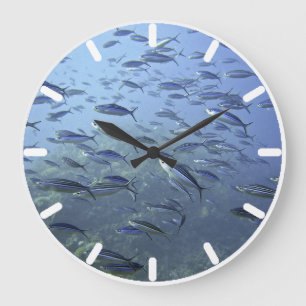 Grande Horloge Ronde Shoal of Fish. La Plongée Sous L'Eau.