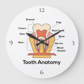 Grande Horloge Ronde Tooth Anatomy