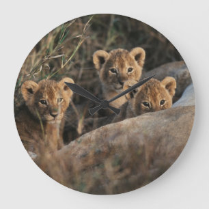 Grande Horloge Ronde Trio of six week old Lion cubs sitting