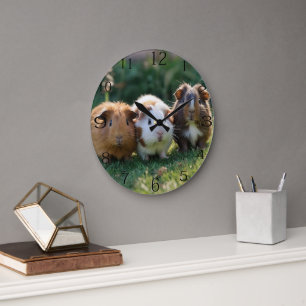 Grande Horloge Ronde Trois bébés cochons de Guinée,