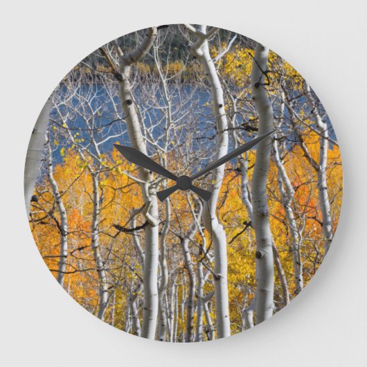 Grande Horloge Ronde Utah, USA. Arbres d'Aspen (Populus Tremuloides) (Recto)