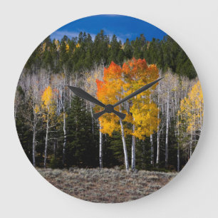 Grande Horloge Ronde Utah, USA. Arbres d'Aspen (Populus Tremuloides) 2