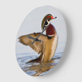 Grande Horloge Ronde Wood Duck mal flapping wings in wetland (Angle)
