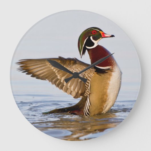 Grande Horloge Ronde Wood Duck mal flapping wings in wetland (Recto)