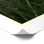 Grande impression d'aigrettes (Coin)