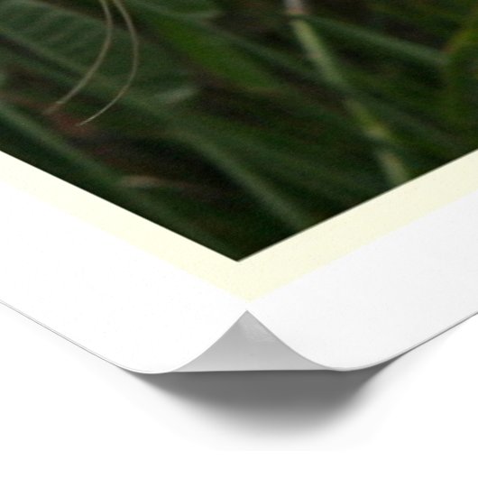 Grande impression d'aigrettes (Coin)