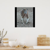 Grande impression rouge Kangaroo (Cuisine)