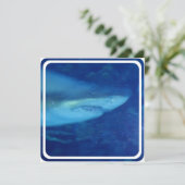 Grande invitation au requin blanc (Debout devant)