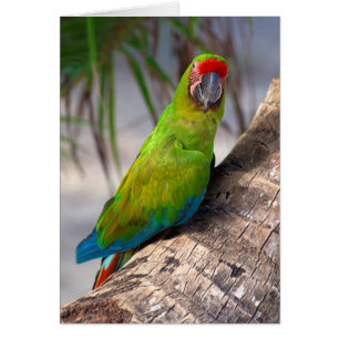 Grande macaw verte sur un arbre