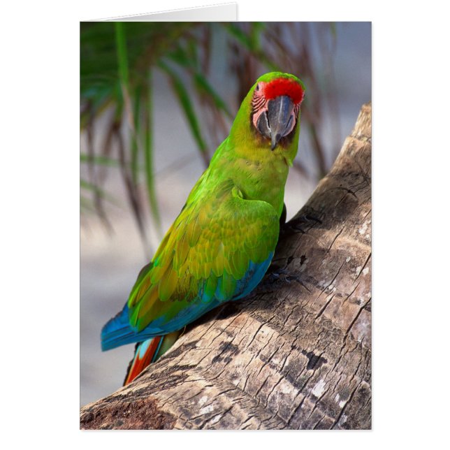 Grande macaw verte sur un arbre (Devant)