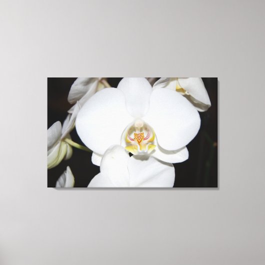 grande orchidée blanche en fleurs impression sur t (Recto)
