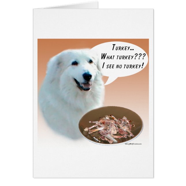 Grande Pyrénées Turquie (Devant)