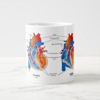 Anatomie du coeur