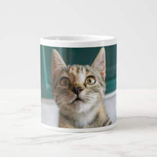 Grande Tasse Animaux de bébés cutest Cute Tabby Kitten