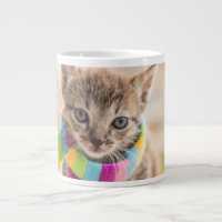 Animaux de bébés cutest | Tabby Kitten Écharpe arc