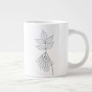 Grande Tasse Boxelder Maple - Acer Negundo - Plantes autochtone